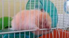 Hamster nibble o cușcă, motive cum să-l înțămiți